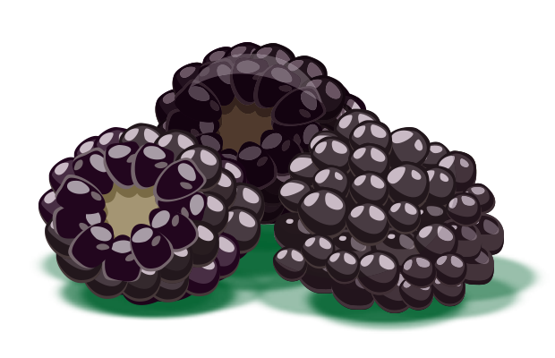 Drei schwarze Brombeeren mit glänzender Oberfläche liegen nebeneinander.